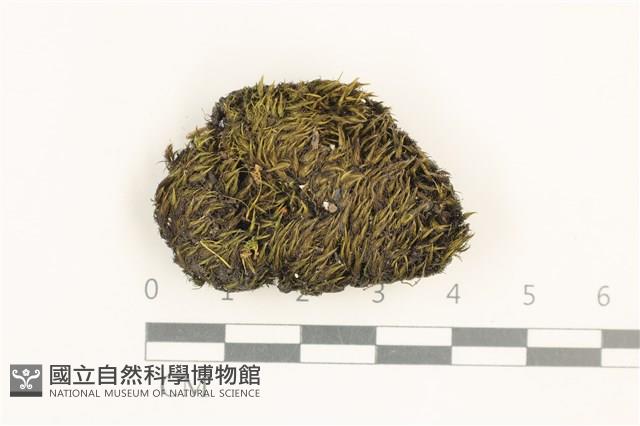 東亞曲柄蘚藏品圖，第1張