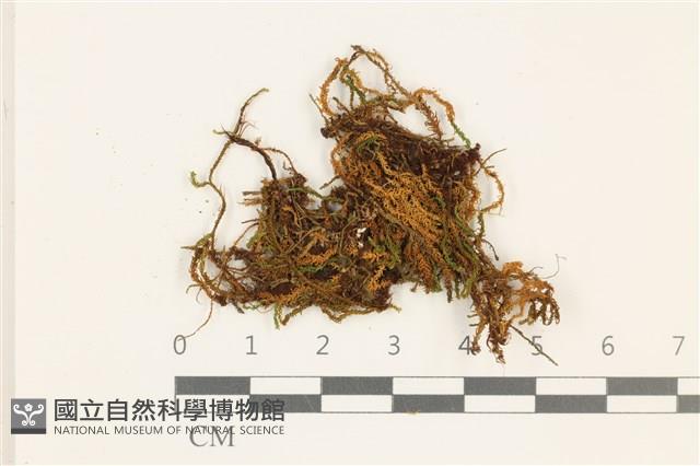 小牛舌蘚藏品圖，第1張