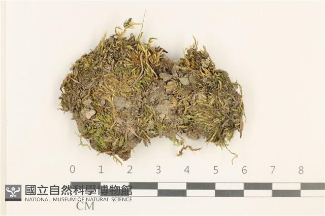 登錄號:B00013271藏品圖，第1張