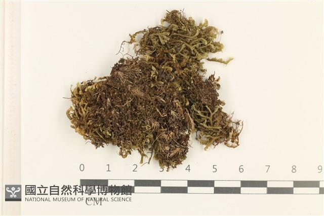 鞭苔,三裂鞭苔藏品圖，第1張