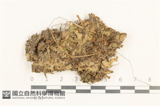 登錄號:B00015171藏品圖，第1張