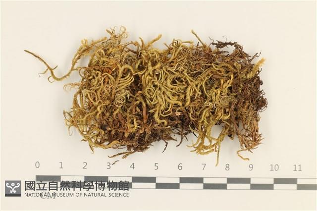 臺灣逆毛蘚藏品圖，第1張