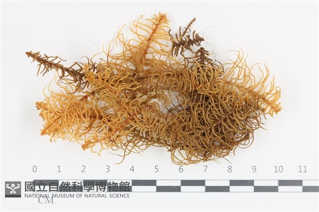 登錄號:B00003171藏品圖，第1張