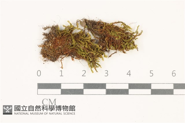 索氏叢本蘚藏品圖，第1張