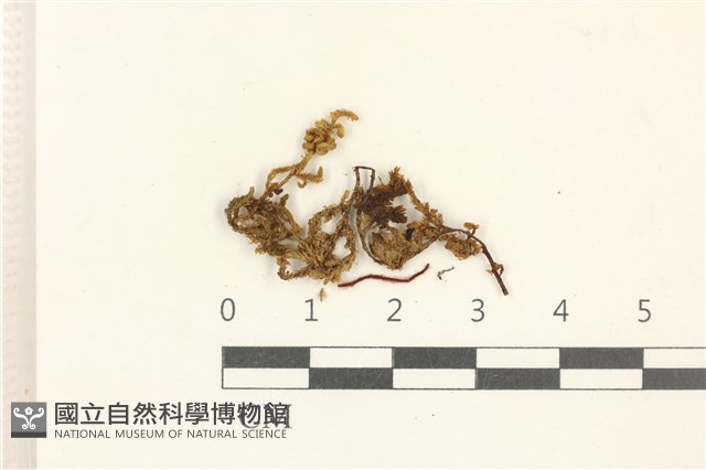 蔓枝蘚藏品圖，第1張