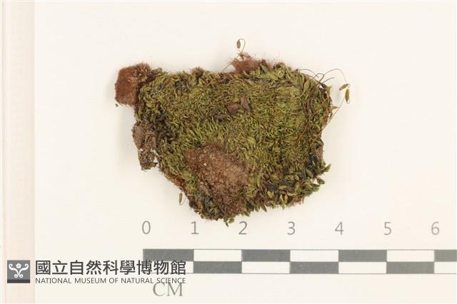 叢生真蘚藏品圖，第1張