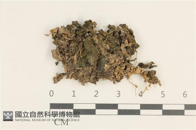 綠片苔藏品圖，第1張