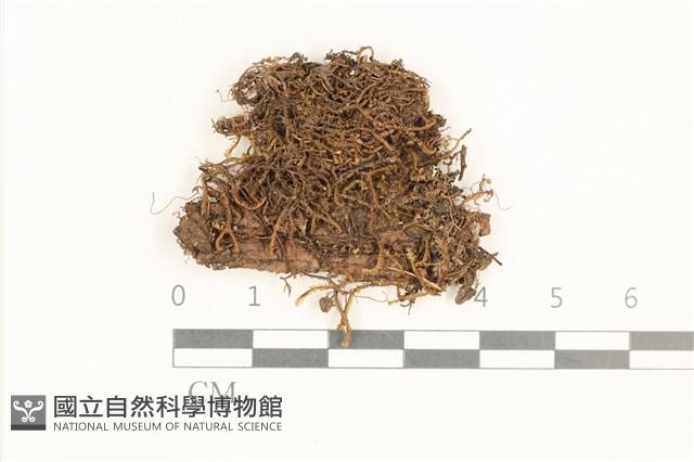 白鞭苔藏品圖，第1張