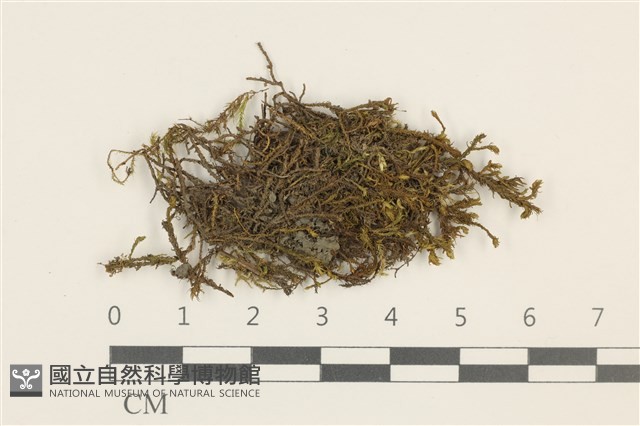 登錄號:B00011871藏品圖，第1張