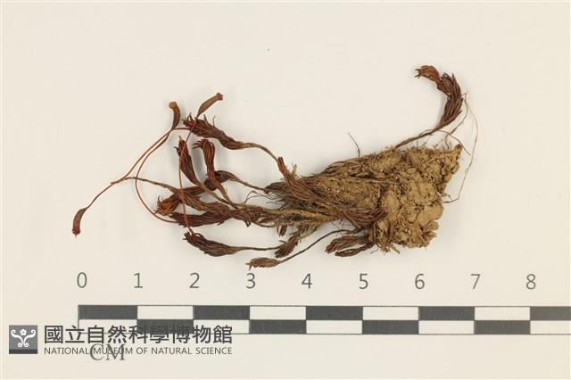 東亞昂氏蘚,東方昂氏蘚藏品圖，第1張