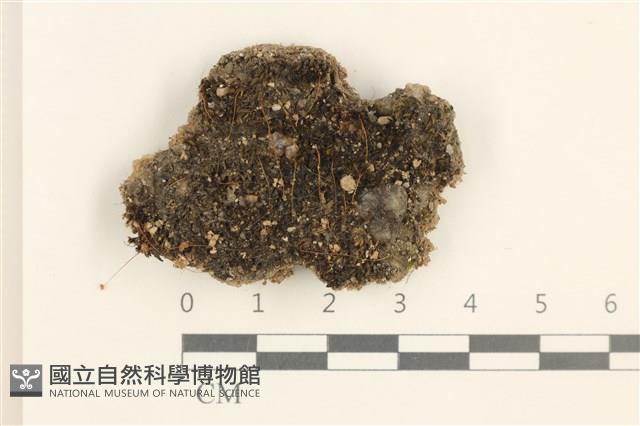 蕊形真蘚藏品圖，第1張