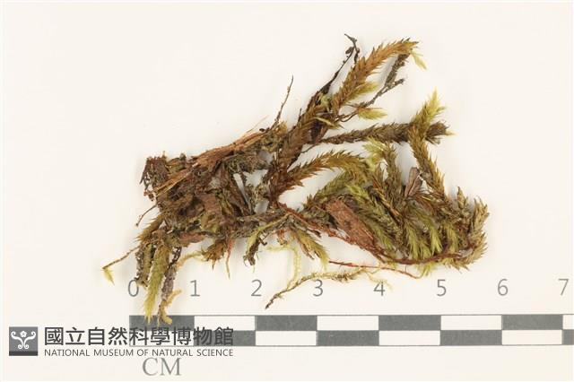 登錄號:B00001011藏品圖，第1張