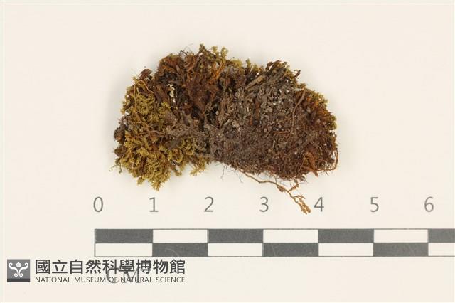 登錄號:B00010011藏品圖，第1張