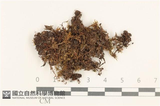 登錄號:B00003011藏品圖，第1張