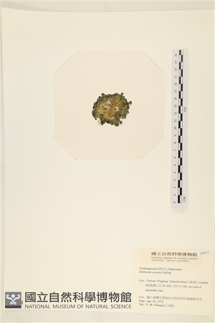 登錄號:A00004911藏品圖，第3張