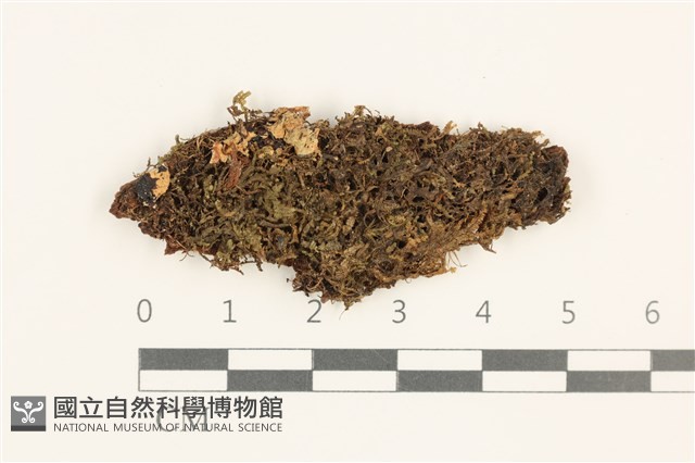 登錄號:B00010911藏品圖，第1張
