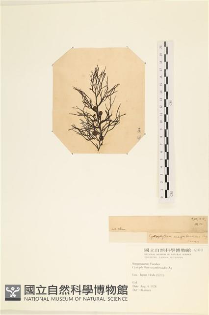登錄號:A00003911藏品圖，第3張