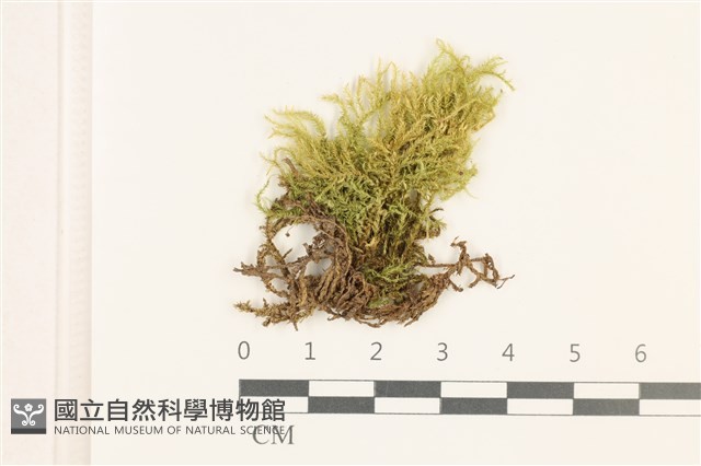 勃氏青蘚藏品圖，第1張