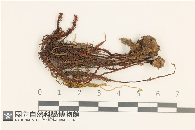 卷葉仙鶴蘚藏品圖，第1張