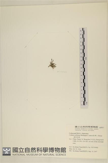 絨毛松藻藏品圖，第3張