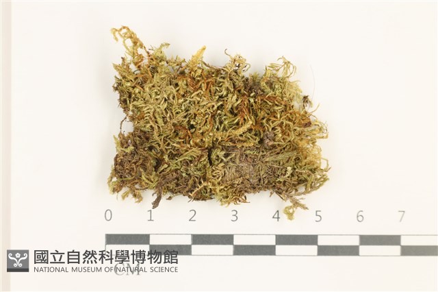 長肋青蘚藏品圖，第1張