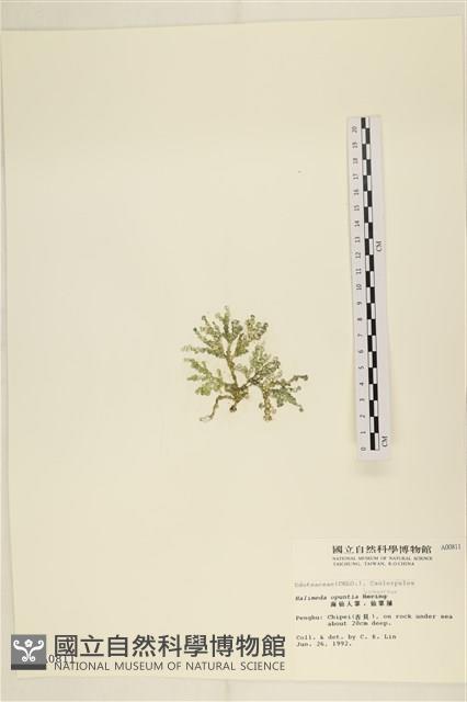 仙掌藻, 海仙人掌藏品圖，第3張