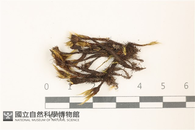 登錄號:B00001311藏品圖，第1張