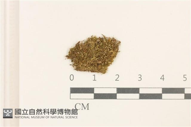 直瓣大萼苔藏品圖，第1張