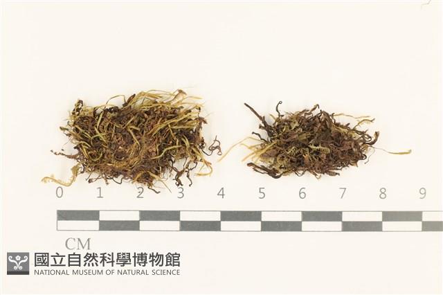 登錄號:B00001291藏品圖，第1張