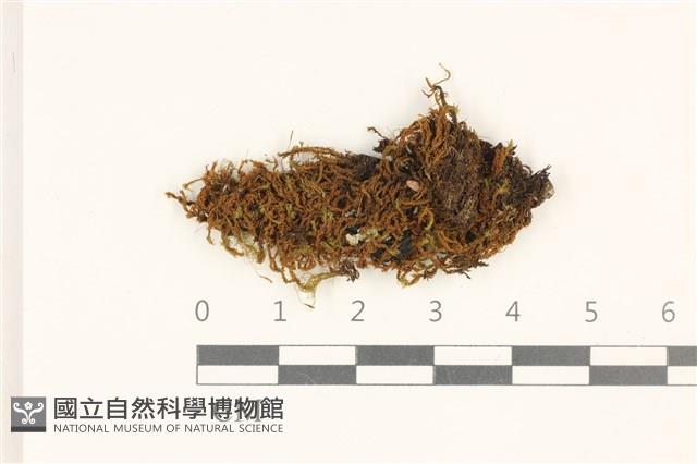 索氏叢本蘚藏品圖，第1張