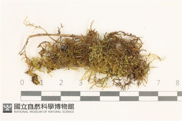 登錄號:B00014091藏品圖，第1張