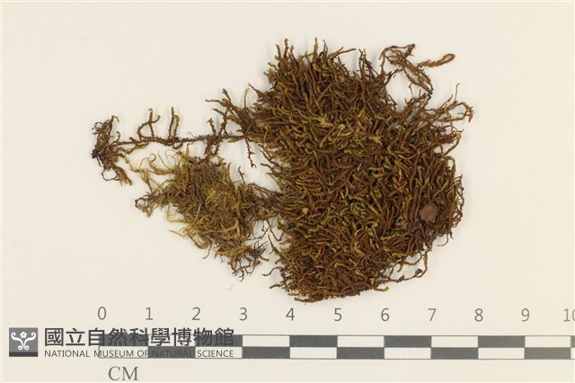 耳垂牛舌蘚藏品圖，第1張