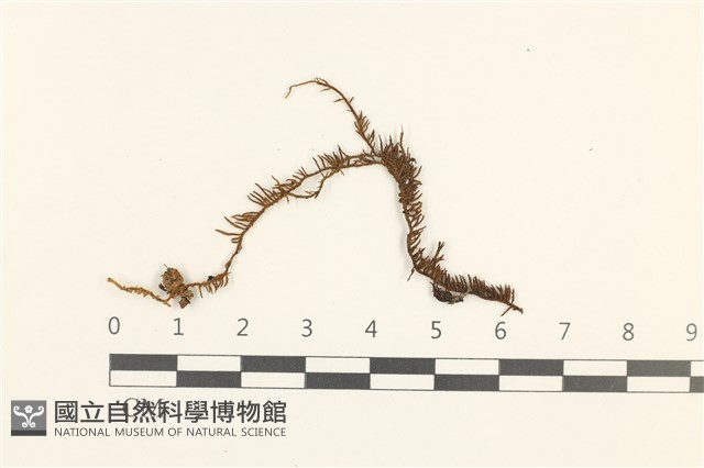蟲毛蘚藏品圖，第1張