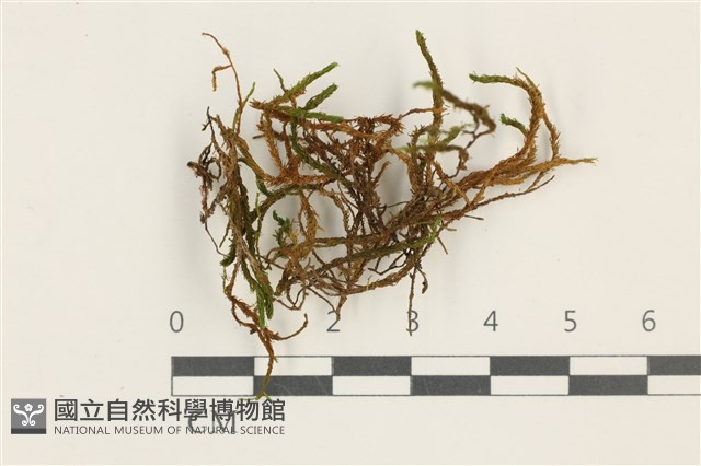 登錄號:B00013091藏品圖，第1張