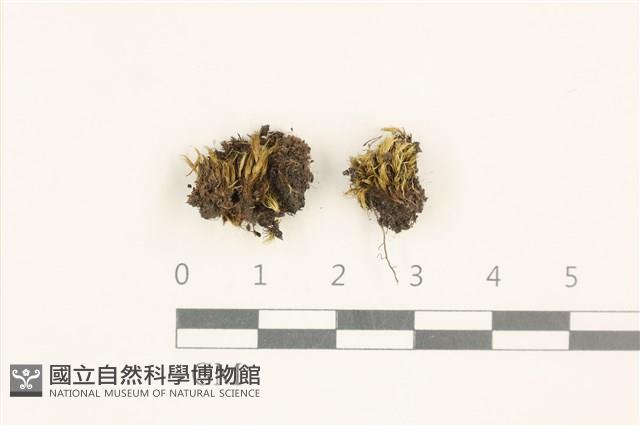 登錄號:B00003091藏品圖，第1張