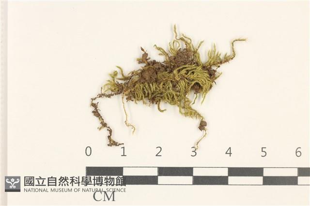 細枝青蘚藏品圖，第1張