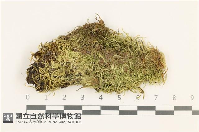 卵葉青蘚藏品圖，第1張