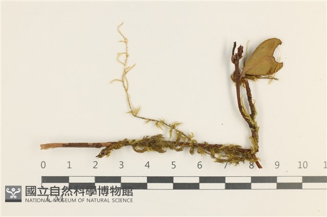 絨毛懸蘚藏品圖，第1張