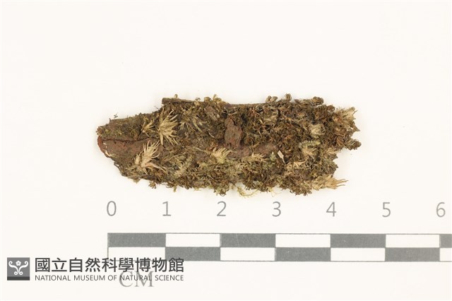 登錄號:B00010191藏品圖，第1張