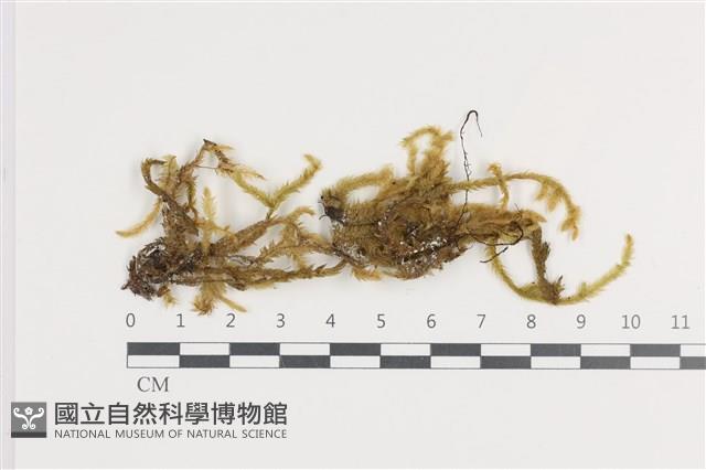 登錄號:B00000191藏品圖，第1張