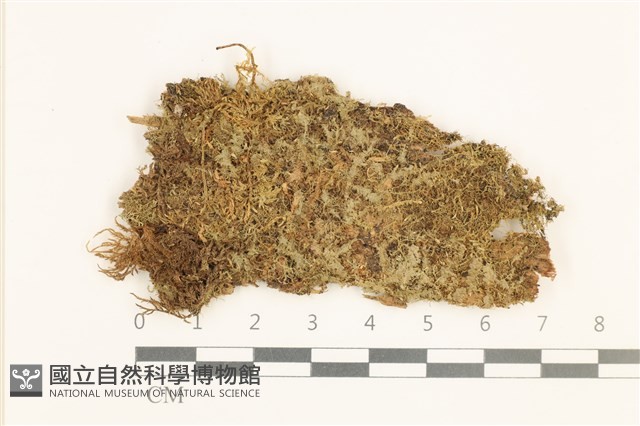 芽胞護蒴苔藏品圖，第1張