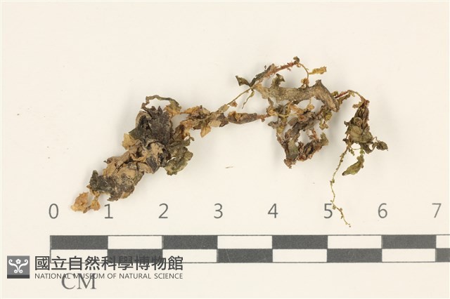 綠片苔藏品圖，第1張