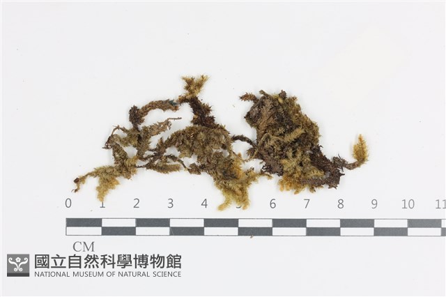 登錄號:B00008991藏品圖，第1張