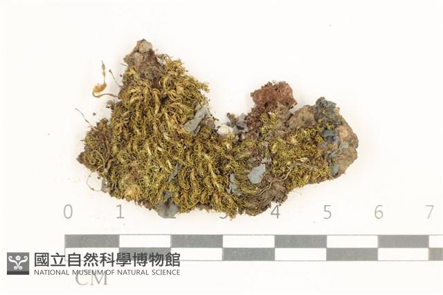 登錄號:B00011991藏品圖，第1張