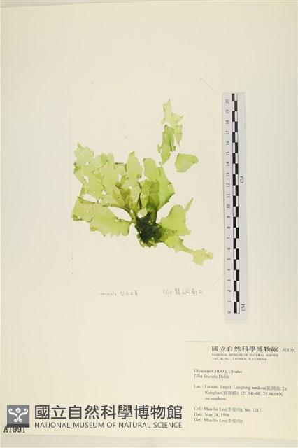 長片石蓴, 裂片石蓴藏品圖，第1張