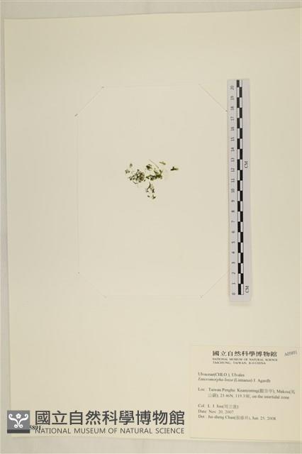 石髮藏品圖，第3張