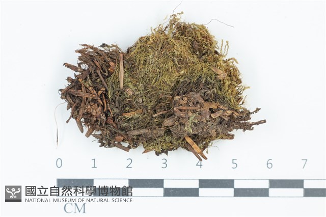 青毛苔藏品圖，第1張