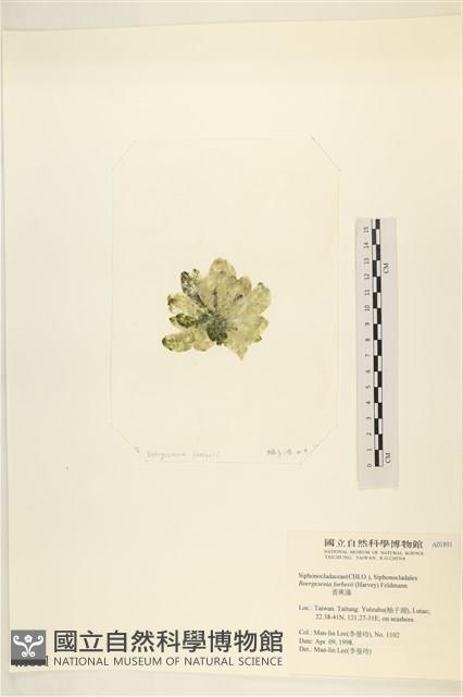 曲玉藻, 香蕉菜, 玉茄藻藏品圖，第3張