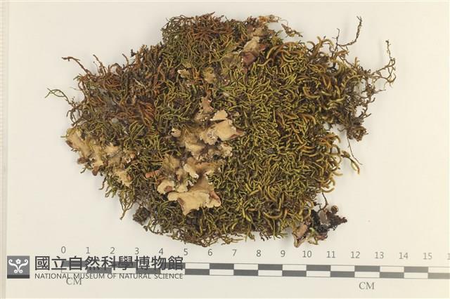 登錄號:B00012391藏品圖，第1張