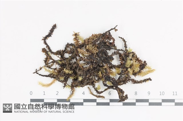 登錄號:B00011391藏品圖，第1張
